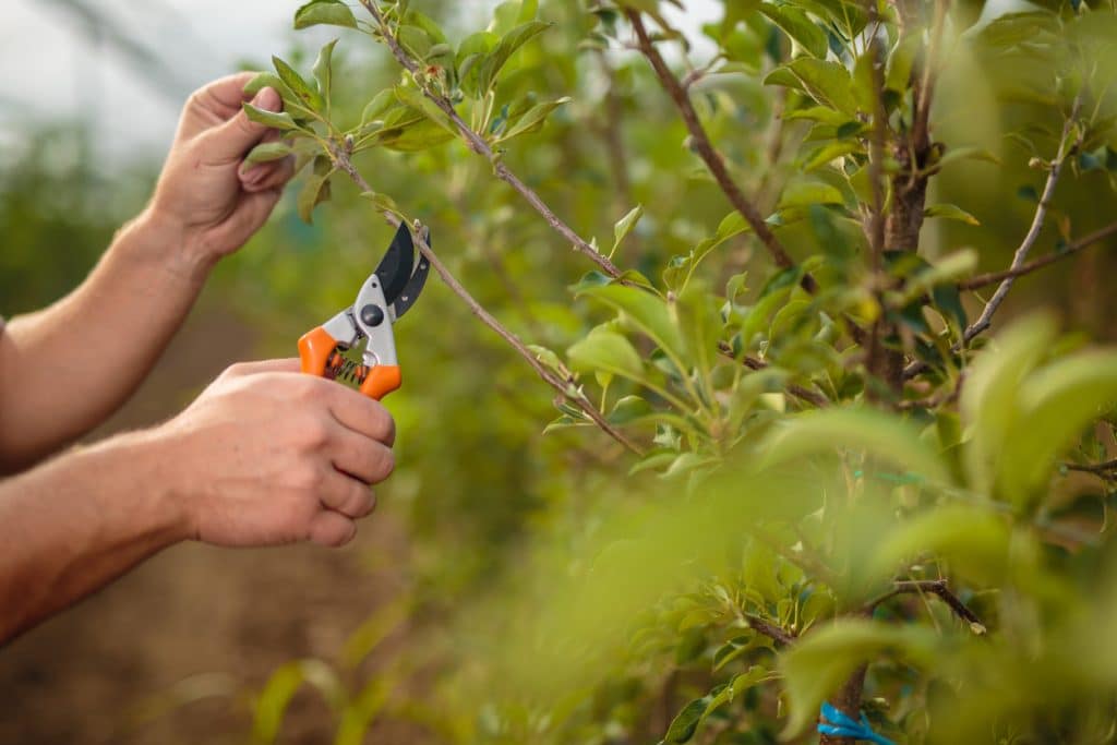 Pruning shears in the garden